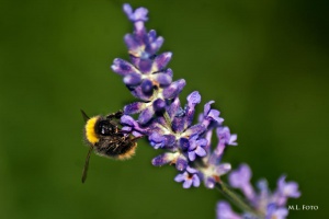 Hummel auf Lavendel