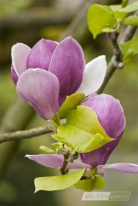 Magnolien Blühte