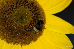 Sonnenblume-mit-Erdhummel