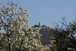 Kischblühte an der Teck