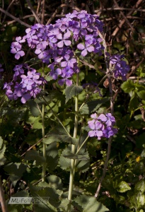 Silberblatt am Wegesrand