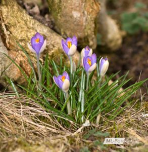 Krokusse im März 2019