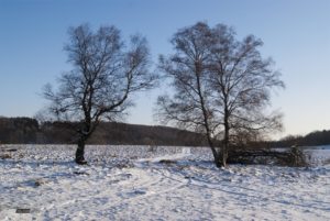 Birken im Winter auf der Alb