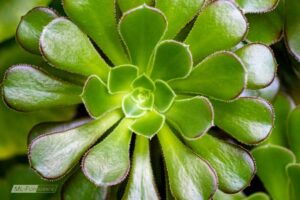 Blattrosette